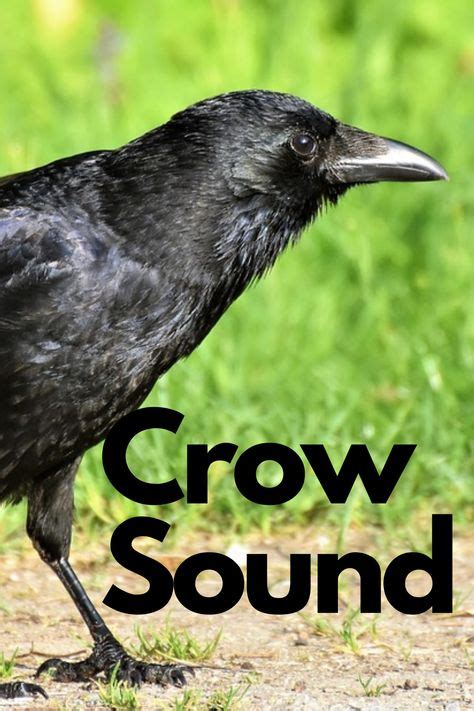 9 Crow Sound ideas in 2021 | sounds of birds, crow, sound