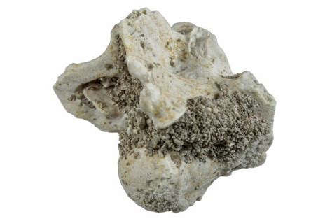 .99" Fossil Sea Snake (Palaeophis) Vertebra - Morocco (#261618) For ...