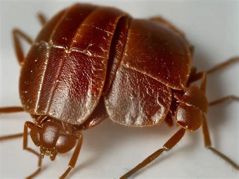 Percevejos Marrom Como Lidar a Infestação