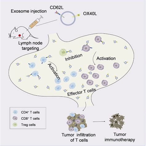 Smart Exosomes With Lymph Node Homing And Immune Amplifying Capacities