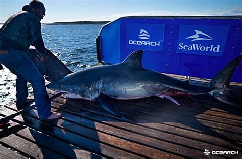 1600 Pound Great White Shark Pinged Off Nantucket Suffolk Daily Voice