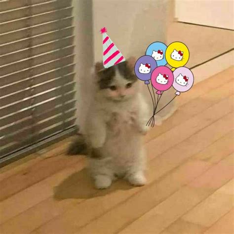 Gatito chiquito cumpleañero Feliz cumple gato Feliz cumple perros