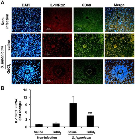 Effect Of Gdcl3 Treatment On Expression Of Il 13rα2 And Cd68 In