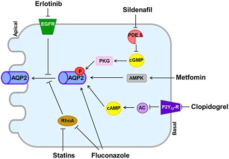 Frontiers The Role Of Vasopressin V2 Receptor In Drug Induced