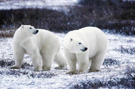 Aproxima se a extinção do urso polar VEJA