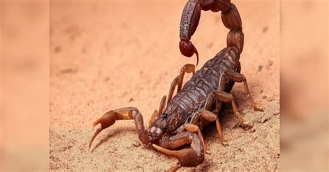 Brown Scorpion In Dream What Does It Meaning What Swapna Shastra Says