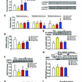 Acute Effects Of Malonyl Coenzyme A Coa Decarboxylase Inhibition On