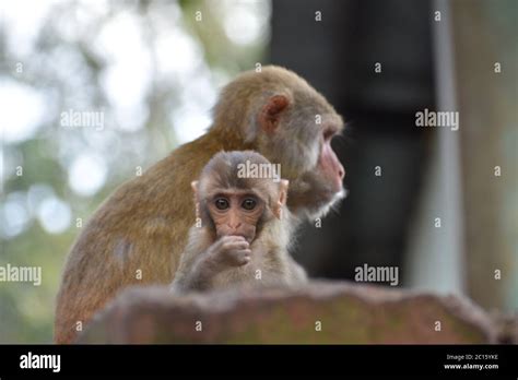Monkey With Wig Hair Blonde