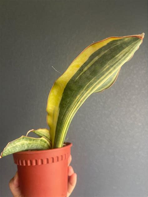 Rare Sansevieria Mafinga Variegated Dragon Jade Furniture