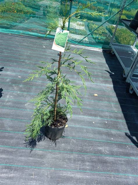 Leighton Green Conifer In Mm Pot Canberra Nursery Garden Centre