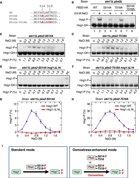 Osmostress Enhances Activating Phosphorylation Of Hog1 Map Kinase By