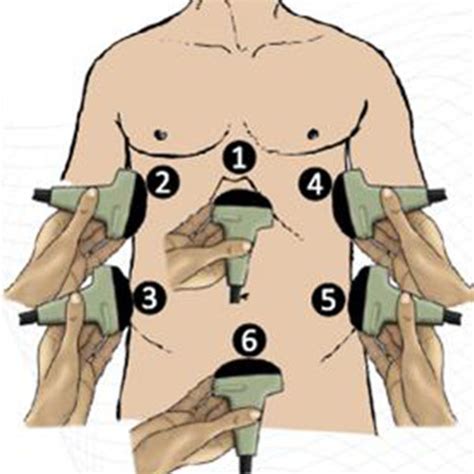 Probe Position 1a A Right R And Left L Ventricle Of The Heart Download Scientific