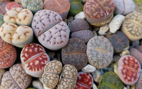 Lithops Care And Propagation Sunnyplants