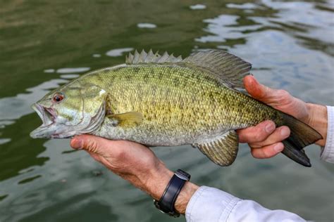 The 10 Most Common Fish Species In Lake Erie