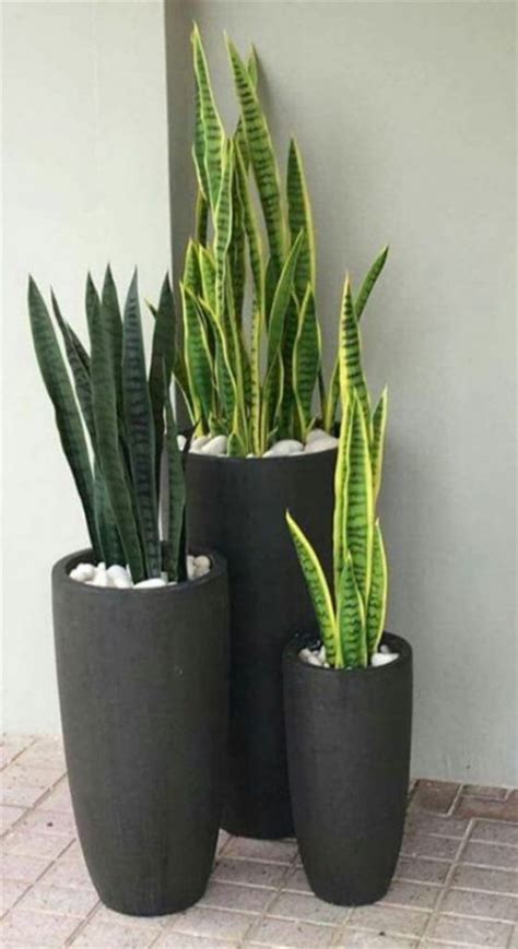 Big Concrete Planters: Modern Outdoor Pots