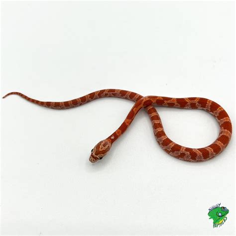 Ghost Sunkissed Corn Snake Baby Strictly Reptiles Inc