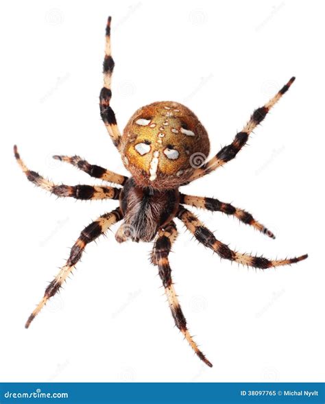 Diadematus Do Araneus Da Aranha Imagem De Stock Imagem De Nave