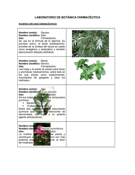 Nomes Cient Ficos De Plantas Librain