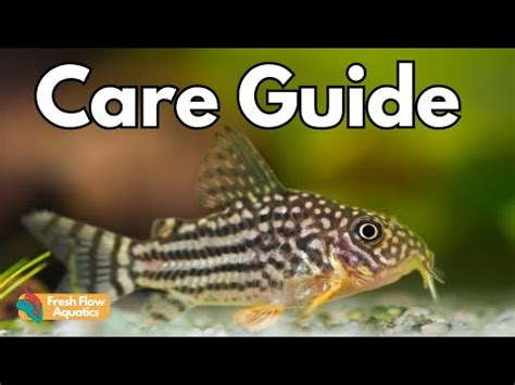 Ultimate Cory Catfish Care Guide Aka Corydoras Housepetscare