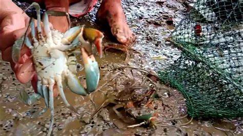 Part Catching Crab Shirmp Kahanga Hanga Ang Ilog Na To Napaka Babaw