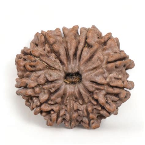 Mukhi Rudraksha Nepal Mm G Fourteen Face Bead