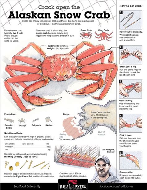 Infographics And Illustrations Alaskan Snow Crab Crab Animal Infographic