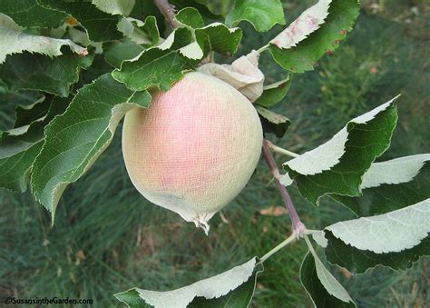 growing apples organically