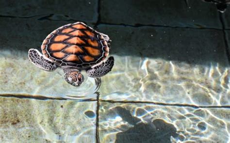 Best Turtle Tank Heater: Our Winner & X Runner-Ups - Toy Pet Reviews