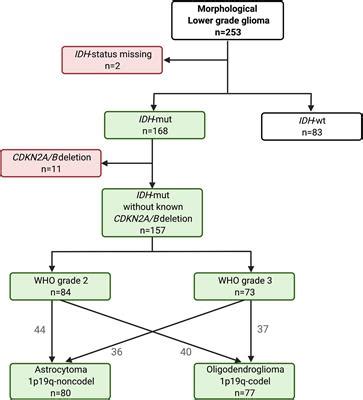 Frontiers WHO Grade Loses Its Prognostic Value In Molecularly Defined