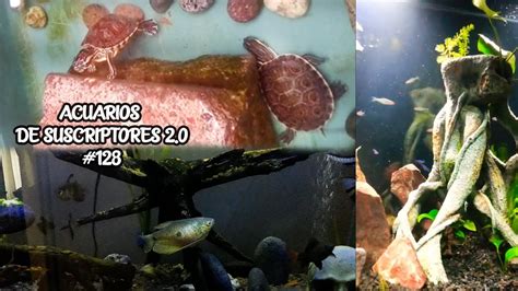 ACUARIOS DE SUSCRIPTORES 2 0 128 TORTUGAS PEZ BETTA PEZ GOLDFISH