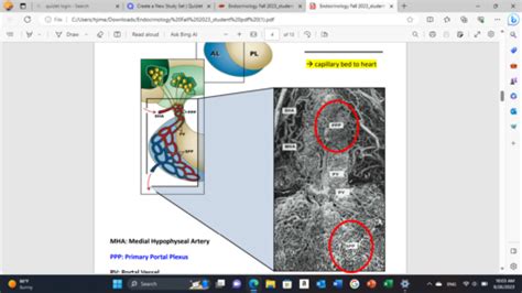 Unit Endocrinology Flashcards Quizlet