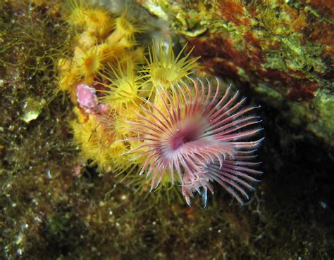 Faune et flore sous marine de la Méditerranée