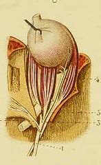 This Image Is Taken From Petit Atlas Complet D Anatomie De Flickr