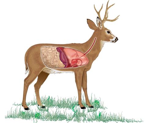 Deer Anatomy And Shot Placement