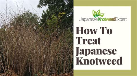 How To Treat Japanese Knotweed Youtube