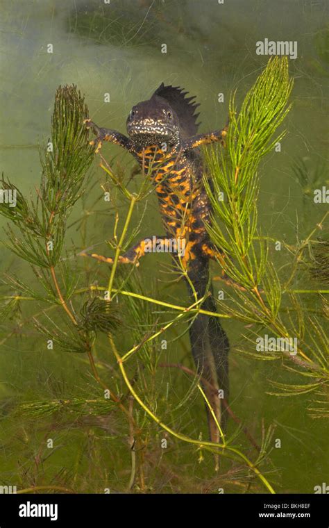 Vertical Photo Of A Male Great Crested Newt Hanging Between The Green