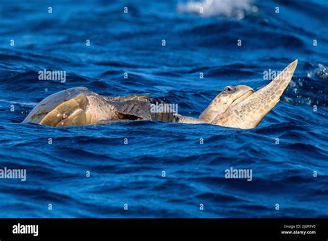 Olive Ridley Sea Turtles Or Lepidochelys Olivacea During Mating In The