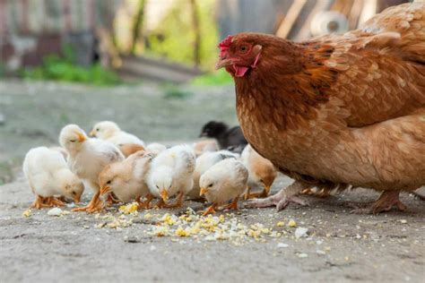 Keeping An Indoor Pet Chicken An Ultimate Guide