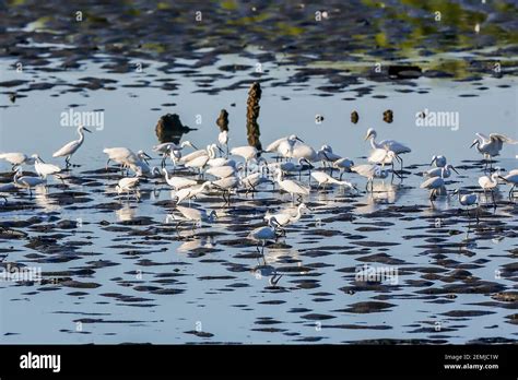 Las Pinas City, Philippines. 25th Feb, 2021. Migratory birds forage at ...