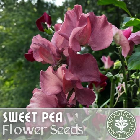 Sweet Pea Seeds 40 Seeds Kings Ransom Flower Seeds Annual Seeds