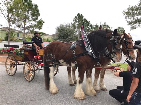 Clydesdale Horses - Rentals - Bounce House Rentals - Party Favorites