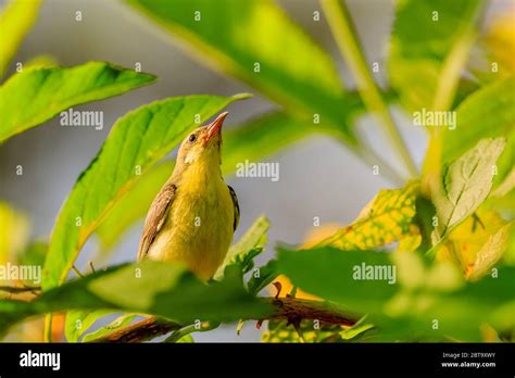 Bird Watching Shelter Hi Res Stock Photography And Images Alamy