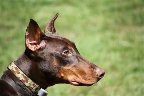 Doberman Cropped Ear Styles