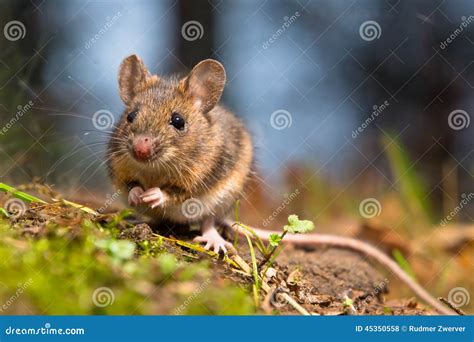 Wild Wood Mouse Stock Photo Image Of Hungry Long Animal 45350558