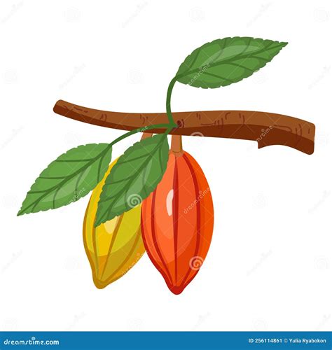 Cocoa Branch Icon Cartoon Vector Tree Bean Stock Illustration