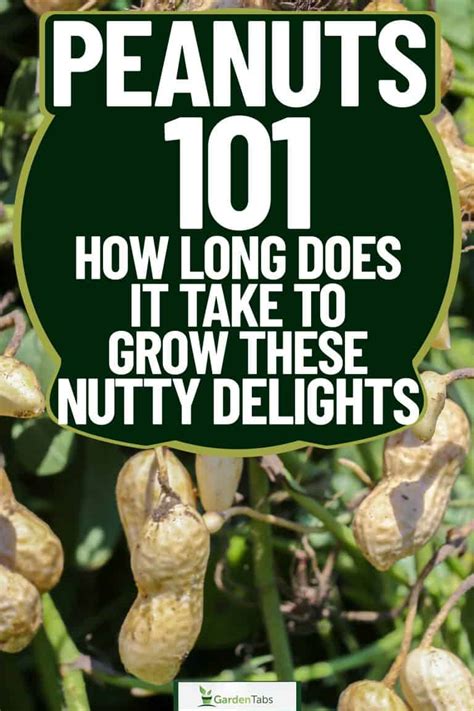 Peanuts 101 How Long Does It Take To Grow These Nutty Delights