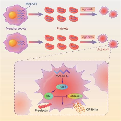 Malat Regulates Platelet Activity Through Pi K Akt Gsk Pathway