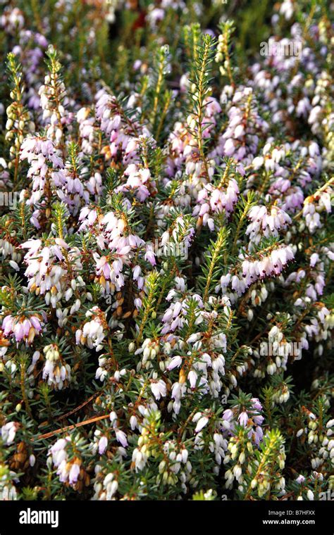 Erica Darleyensis Darley Dale Winter Heather Low Pink Hi Res Stock