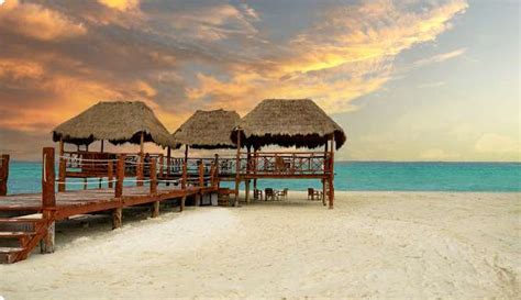 Nado Con Delfines En Playa Del Carmen