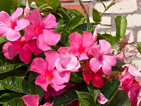 Mandevilla Plant Care Growing Mandevilla In Your Garden Gardening